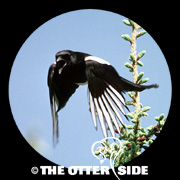 Black-billed Magpie