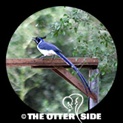 Black-throated Magpie-Jay
