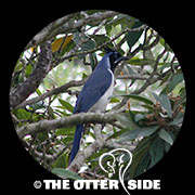Black-throated Magpie-Jay
