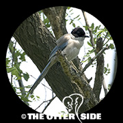 Azure-winged Magpie