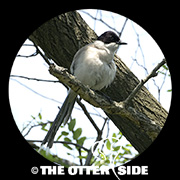 Azure-winged Magpie
