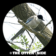 Azure-winged Magpie