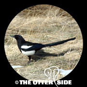 Black-billed Magpie