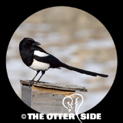 Black-billed Magpie