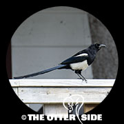 Black-billed Magpie