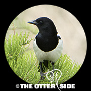 Eurasian Magpie