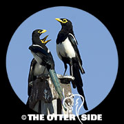 Yellow-billed Magpie