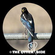 Yellow-billed Magpie