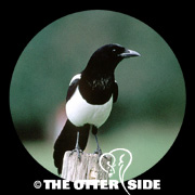 Eurasian Magpie