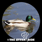 Mallard