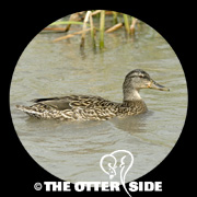 Mallard