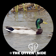 Mallard