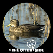 Mallard