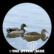 Mallard