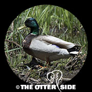 Mallard