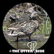 Mallard