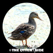 Mexican Duck