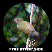 Lance-tailed Manakin