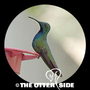 Green-breasted Mango