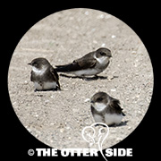 Sand Martin (Bank Swallow)