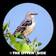 Northern Mockingbird