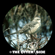 Northern Mockingbird