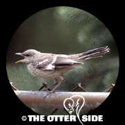 Northern Mockingbird