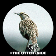 Chihuahuan (Lilian's) Meadowlark