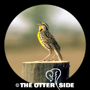 Eastern Meadowlark - Southern Texas