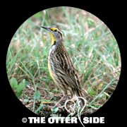 Eastern Meadowlark - Southeastern