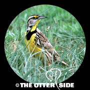 Eastern Meadowlark - Southern Texas