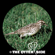 Eastern Meadowlark - Southern Texas