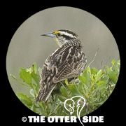 Eastern Meadowlark - Northern