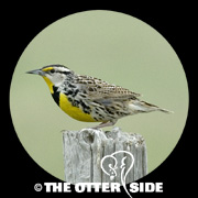 Eastern Meadowlark - Northern