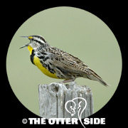 Eastern Meadowlark - Northern