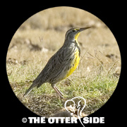Eastern Meadowlark - Northern