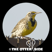 Eastern Meadowlark - Northern