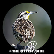 Eastern Meadowlark - Northern