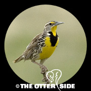 Western Meadowlark