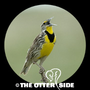 Western Meadowlark