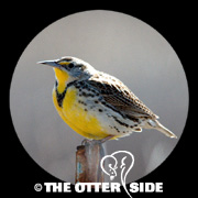Western Meadowlark