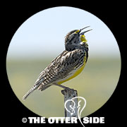 Western Meadowlark