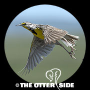 Western Meadowlark