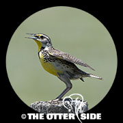 Western Meadowlark