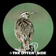Western Meadowlark