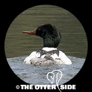 Common Merganser