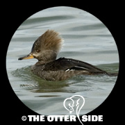 Hooded Merganser