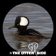 Hooded Merganser