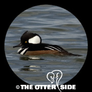 Hooded Merganser