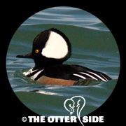 Hooded Merganser